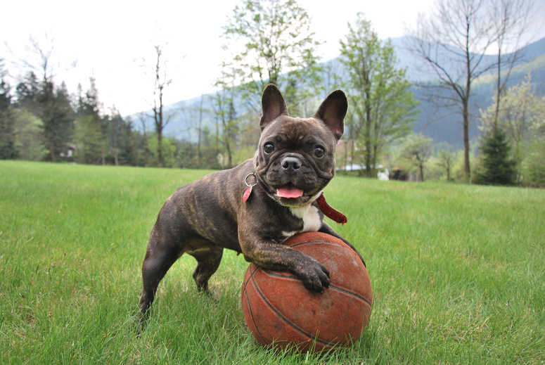 Dog Playing with a Basketball